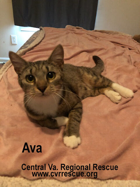 Ava